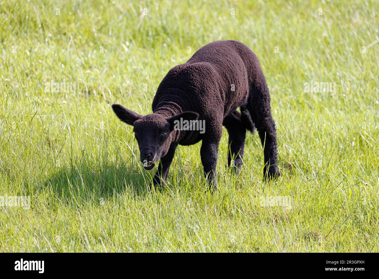 Black domestic sheep (Ovis gmelini aries) lamb eating grass, animal child, Schleswig-Holstein, Germany Stock Photo