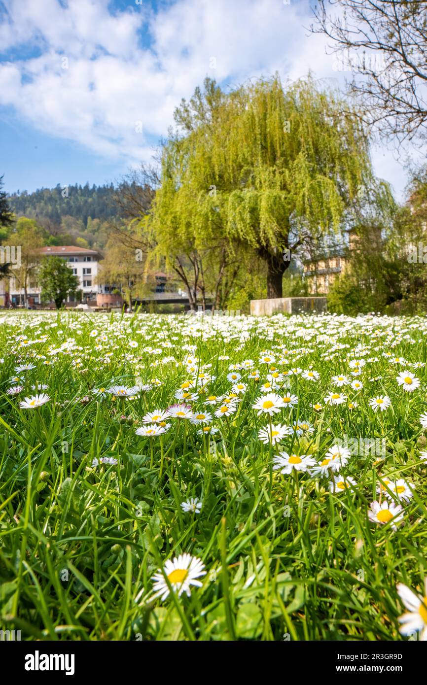 Flower meadow black forest colorful hi-res stock photography and images ...