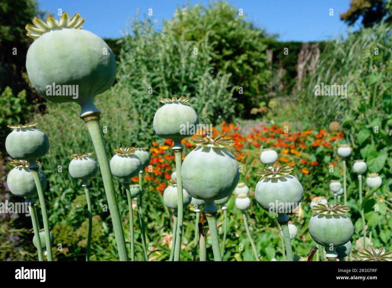 Seed pods of the Giant Opium Poppy (Papaver somniferum) Pionvallmo Stock Photo
