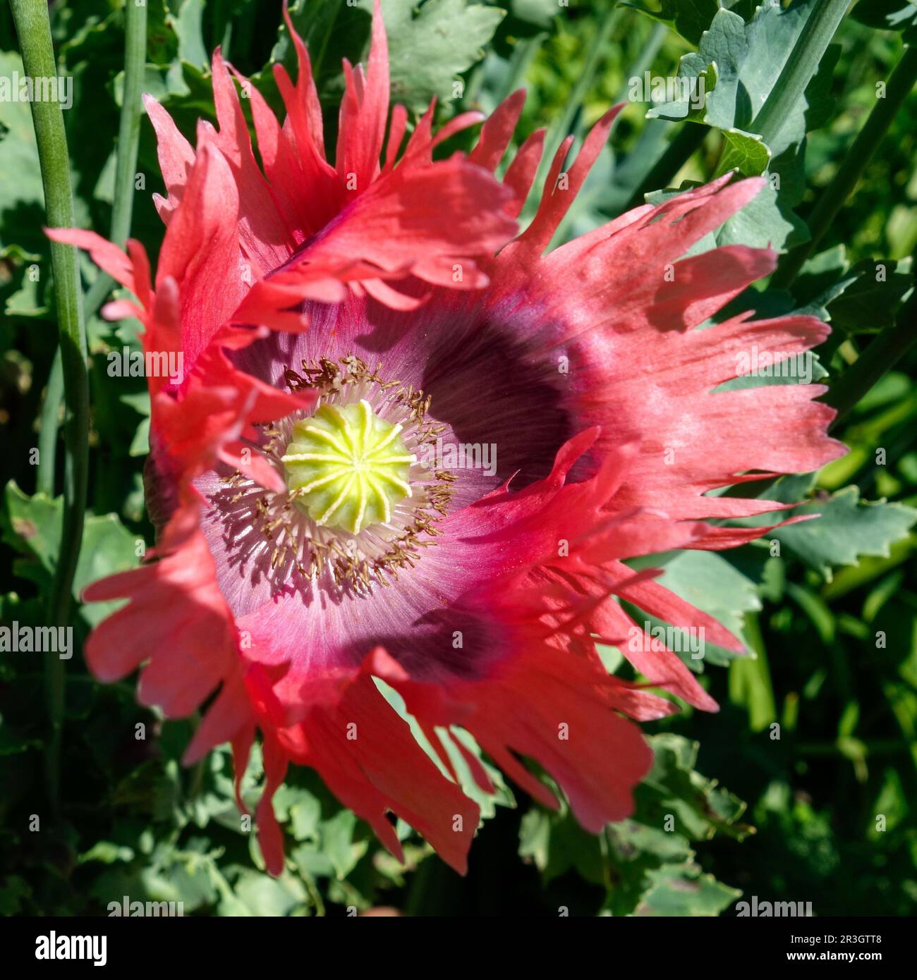 Giant Opium Poppy (Papaver somniferum) Pionvallmo Stock Photo