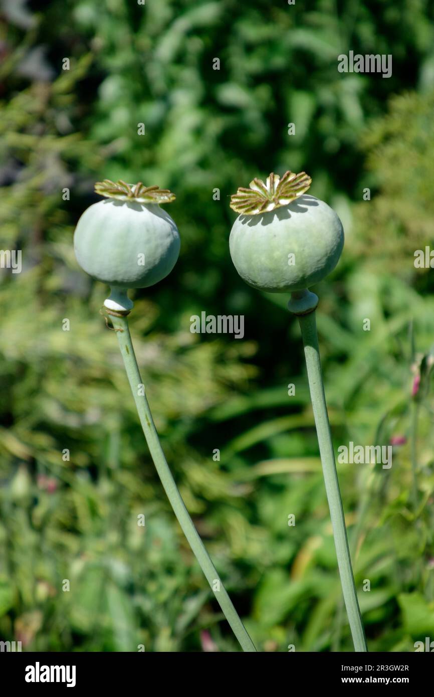 2500 Giant Rattle Poppy Seeds – Papaver Somniferum – Giganteum Blooms – Fresh & Fertile