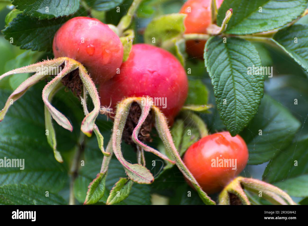 Cultivated Rose Hips Stock Photo - Alamy
