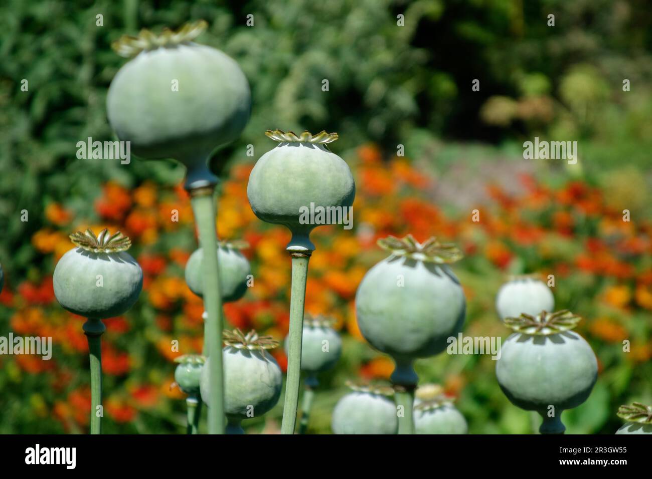 Seed pods of the Giant Opium Poppy (Papaver somniferum) Pionvallmo Stock Photo