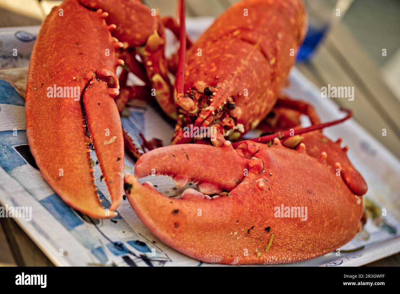 Freshly cooked large lobster Stock Photo Alamy