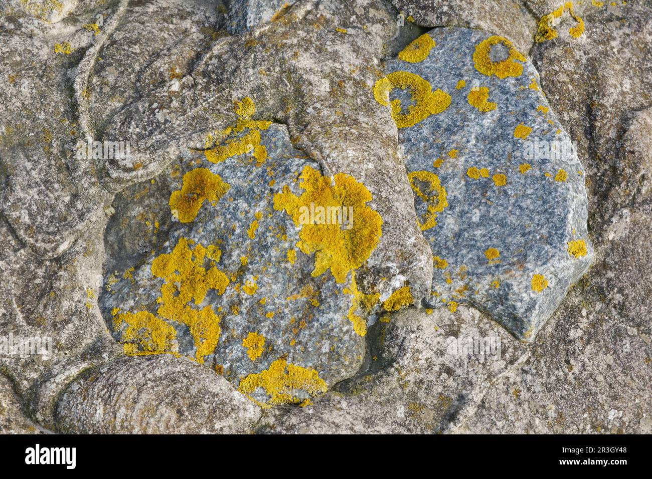 Stone surface with yellow lichen Stock Photo - Alamy