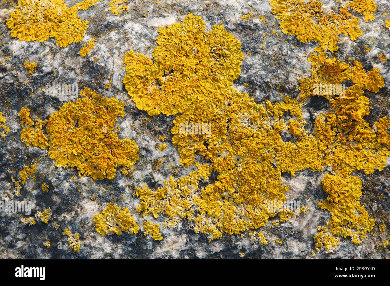 Stone surface with yellow lichen Stock Photo - Alamy