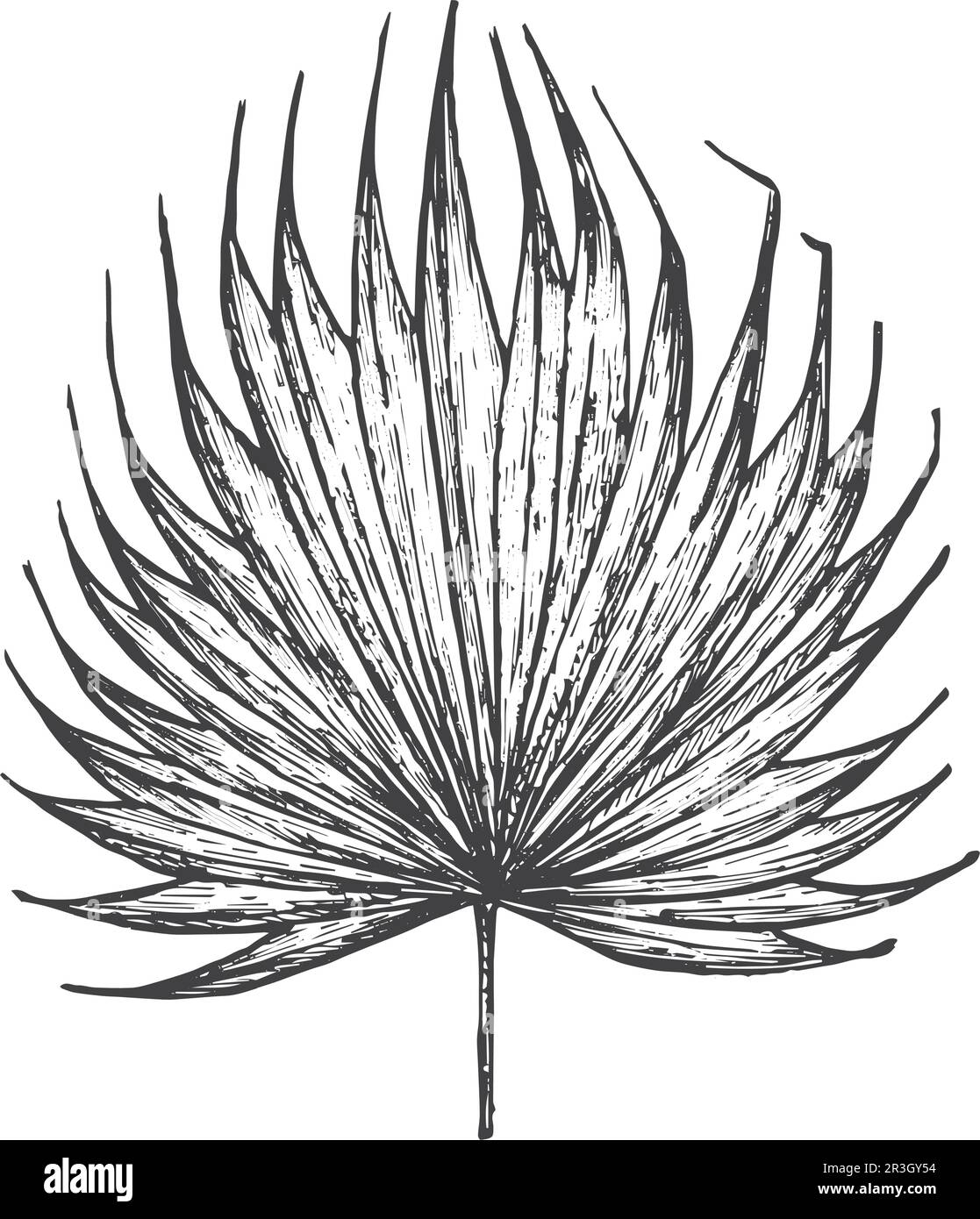 Anahaw Vector Anahaw Leaf Coloring Pages