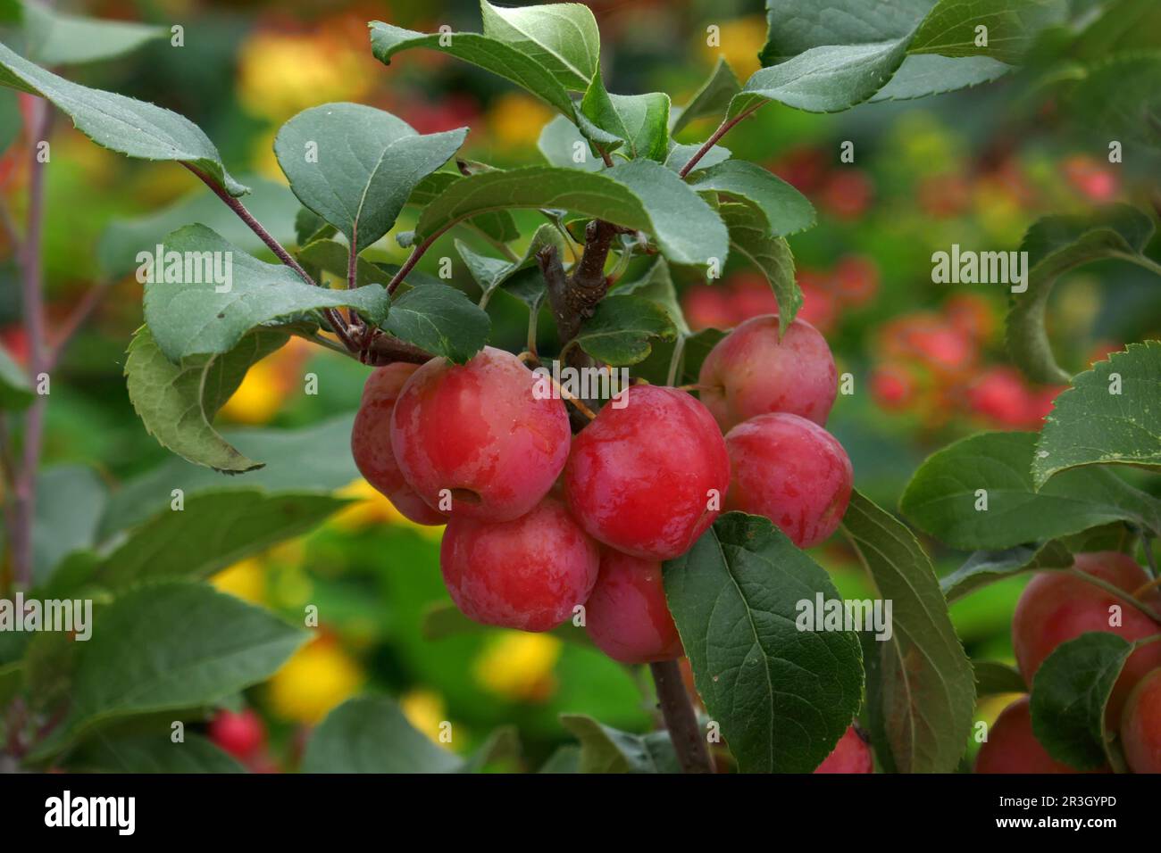 Crabapple Stock Photo