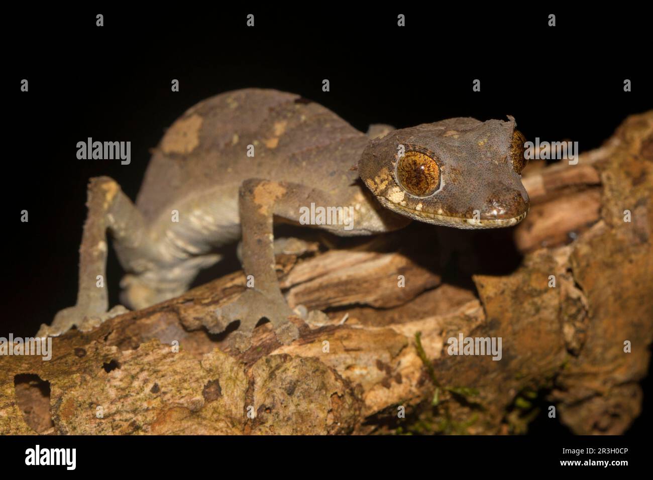 Rare leaf-tailed gecko (Uroplatus finiavana) on branch, male, in the rainforest of the Montagne d'Ambre, northern Madagascar, Madagascar Stock Photo