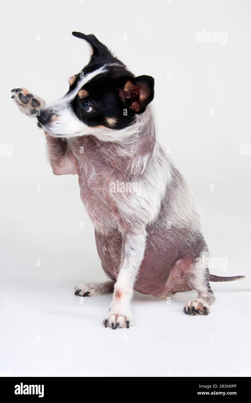 Jack Russell Terrier, bitch, adult, 13 years old, with Cushing's