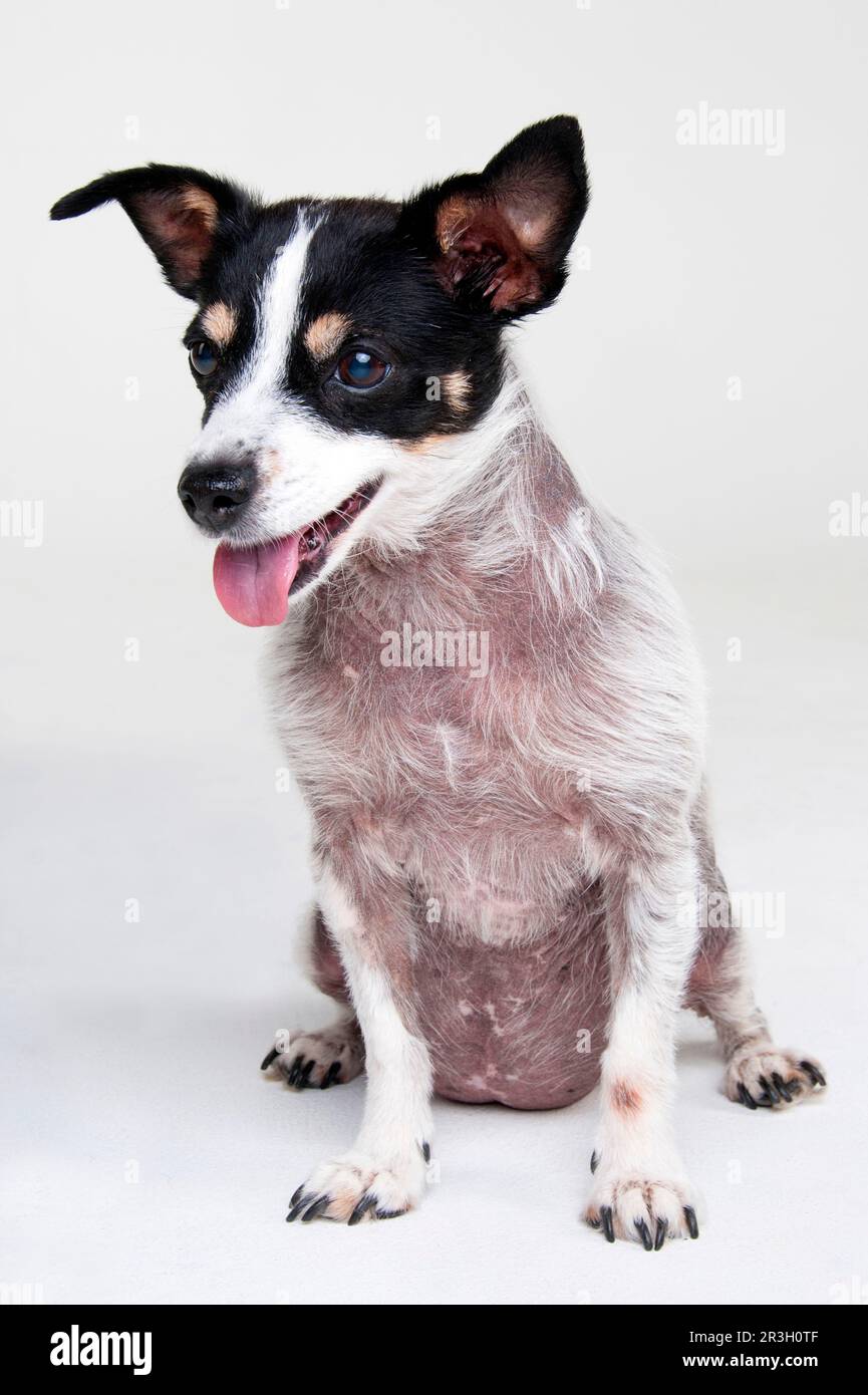 Jack Russell Terrier, bitch, adult, 13 years old, with Cushing's