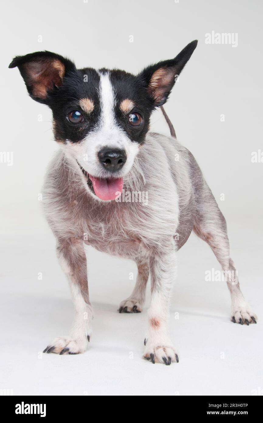 Jack Russell Terrier, bitch, adult, 13 years old, with Cushing's