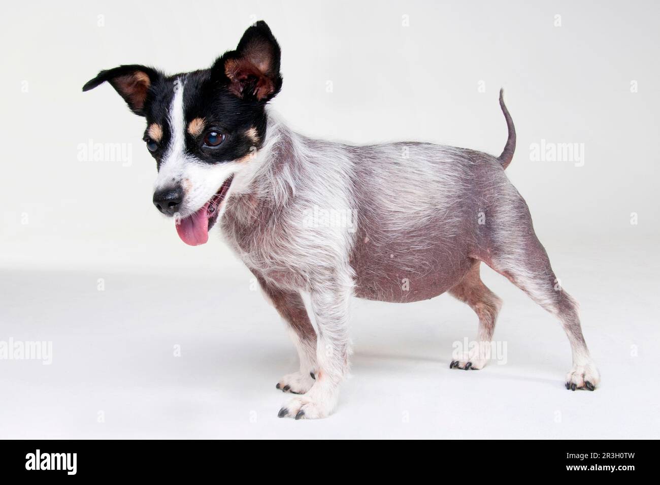 Jack Russell Terrier, bitch, adult, 13 years old, with Cushing's