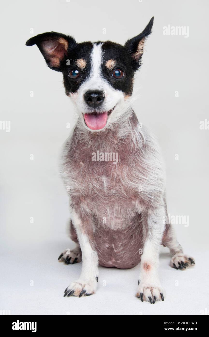 Jack Russell Terrier, bitch, adult, 13 years old, with Cushing's