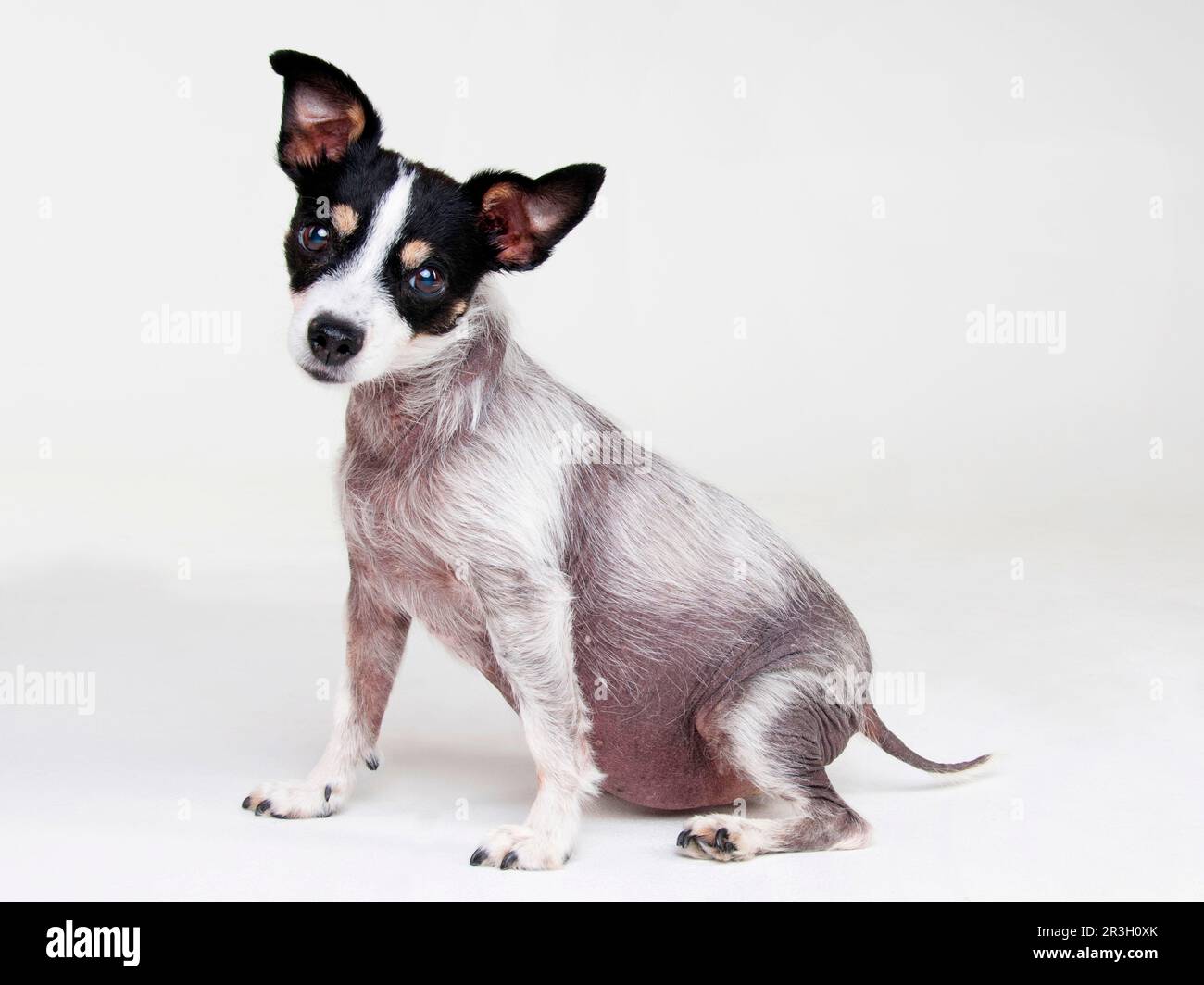 Jack Russell Terrier, bitch, adult, 13 years old, with Cushing's