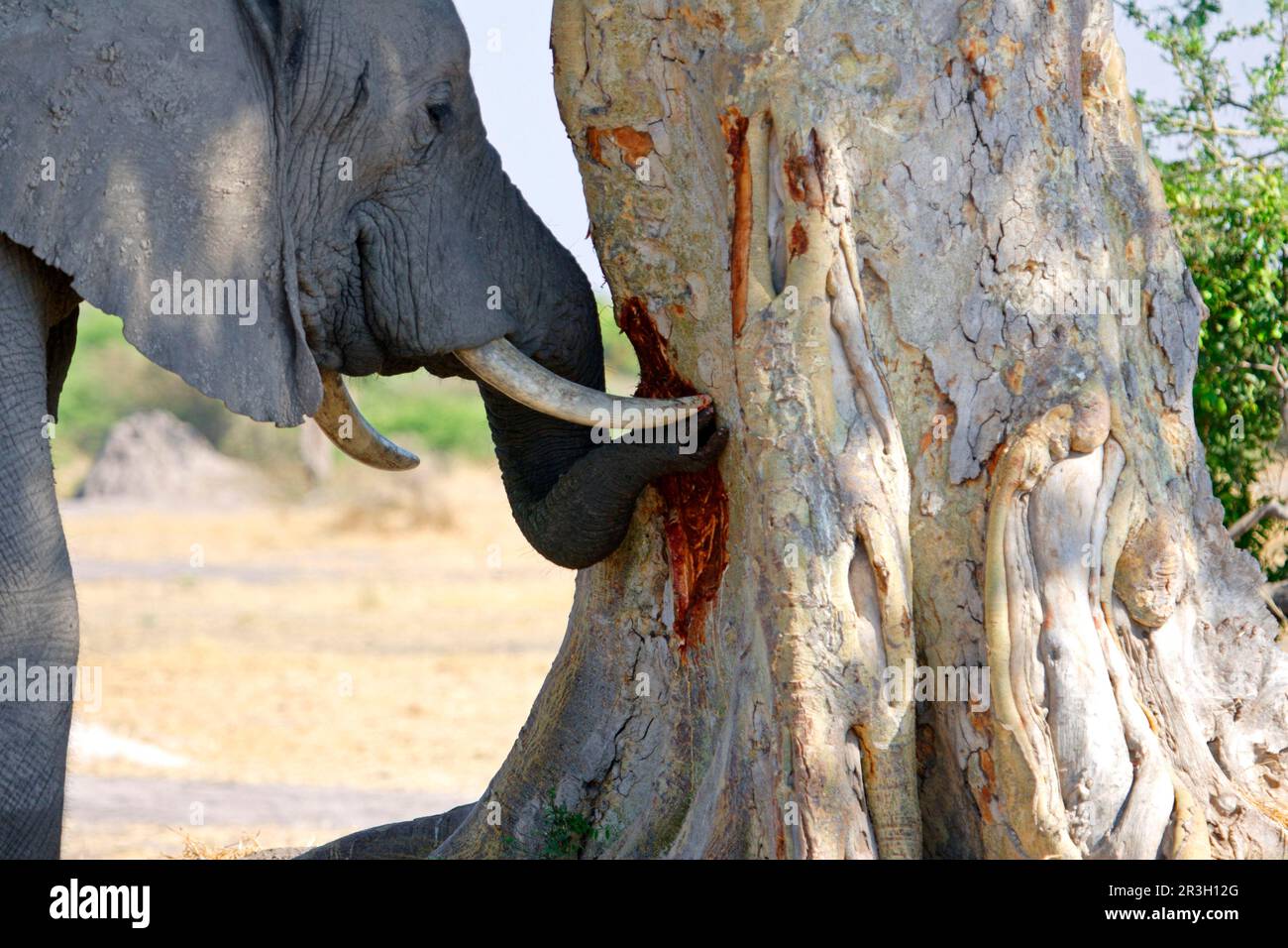 African elephant (Loxodonta africana) Elephant, elephants, mammals