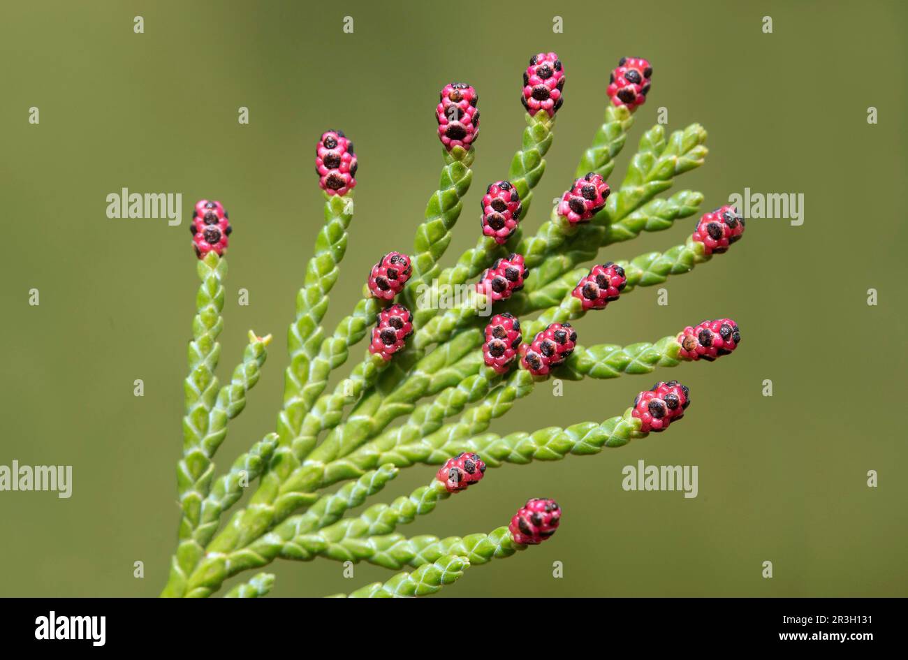 Red male flowers of the Lawsons false cypress (Chamaecyparis lawsoniana), native to California Stock Photo