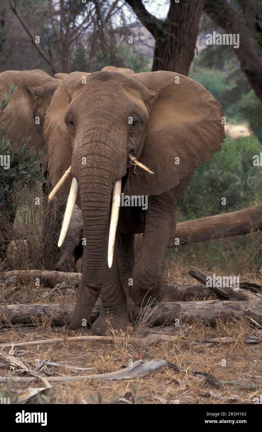 African elephant (Loxodonta africana) elephant, elephants, mammals