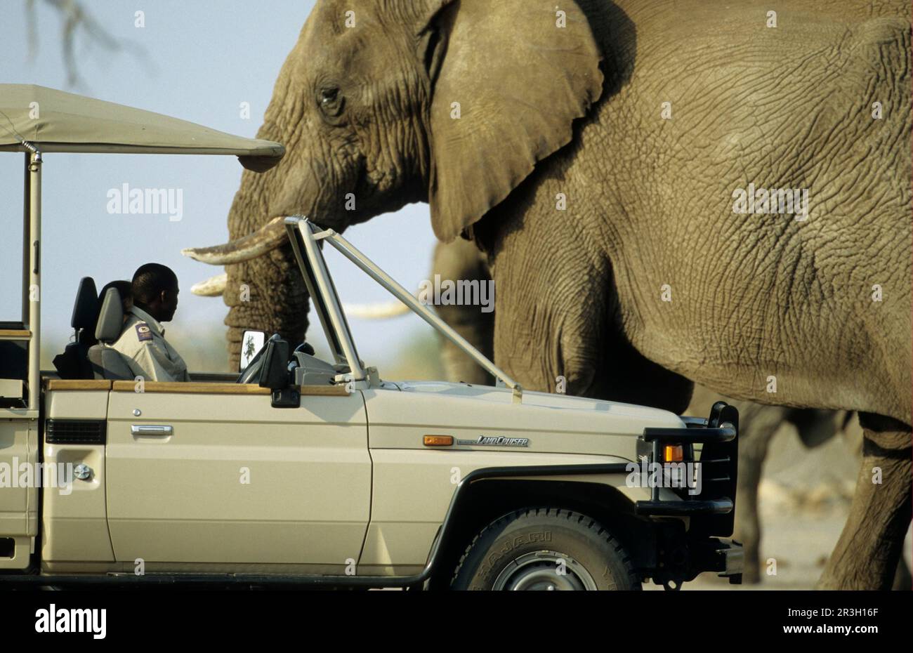 African elephant (Loxodonta africana) Elephant, vehicle, elephants, mammals, animals Elephant Adult passes dangerously close to safari tour vehicle Stock Photo