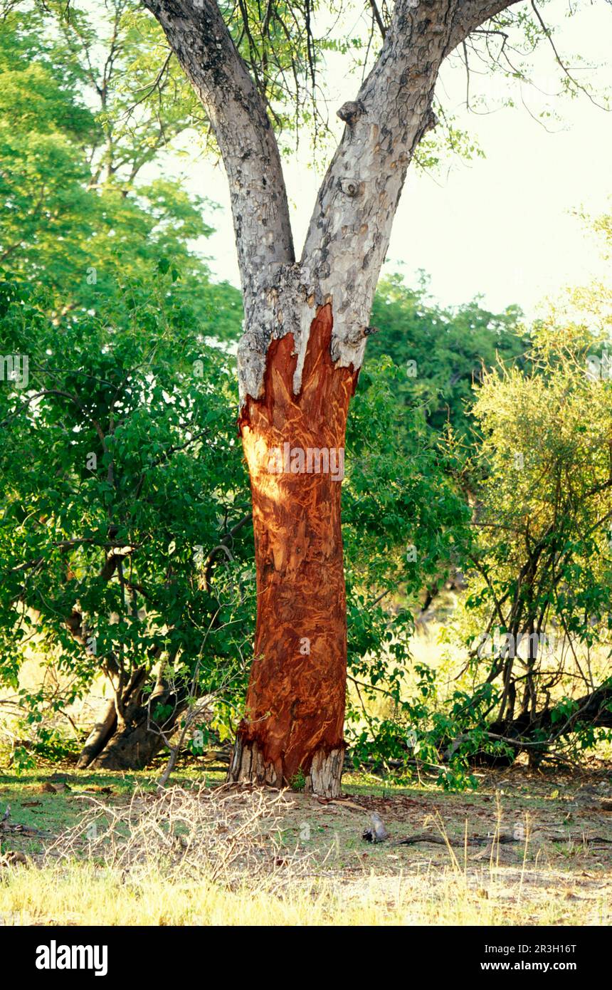 African elephant (Loxodonta africana) Elephant, elephants, mammals