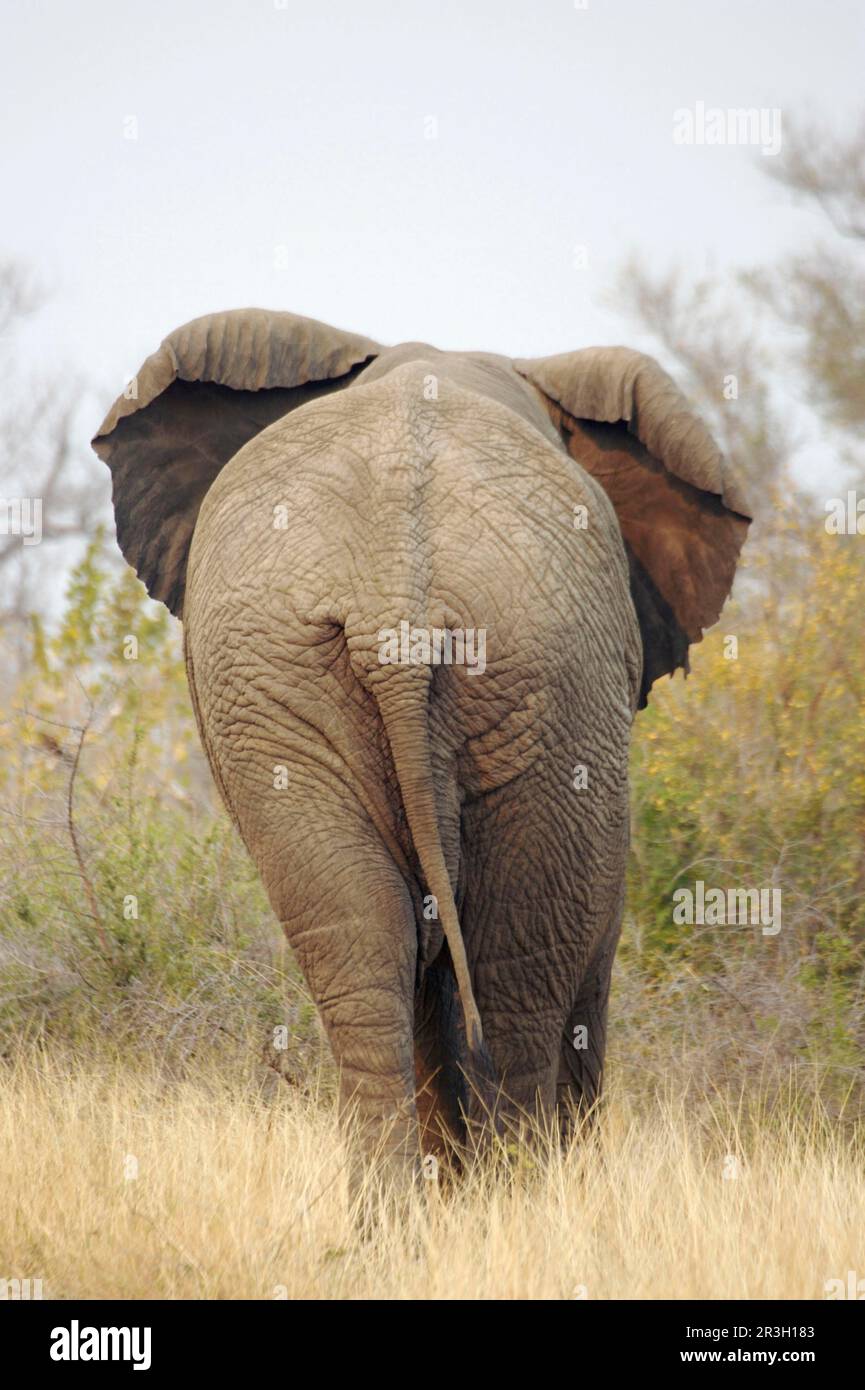 Elephant travel rear view hi-res stock photography and images - Alamy
