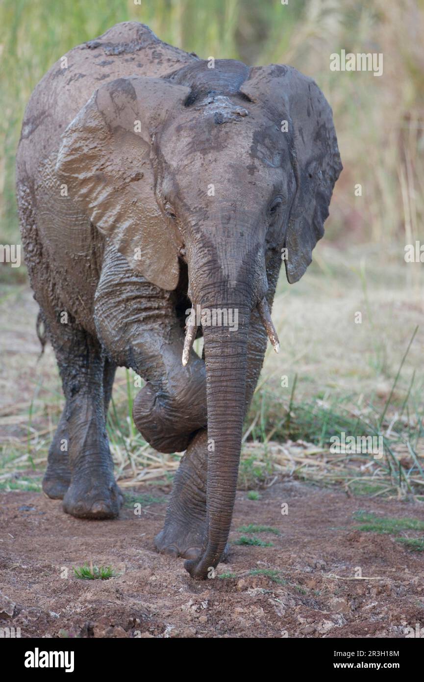 African elephant (Loxodonta africana) Elephant, elephants, mammals, animals Elephant juvenile, having mud bath at waterhole, scratching leg, Kruger Stock Photo