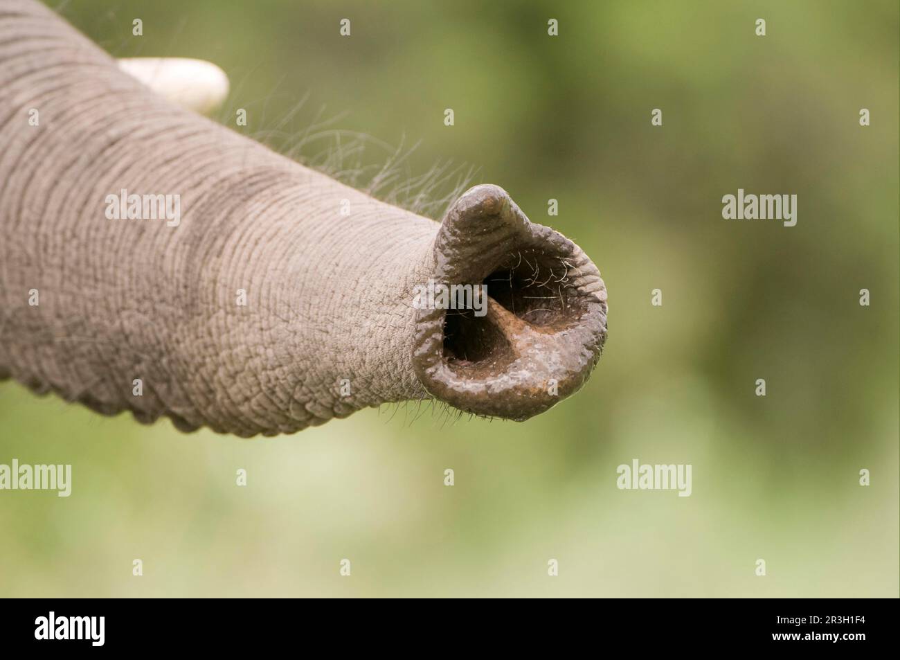 Close up of the nostril holes on the tip of an African elephant trunk Stock  Photo - Alamy