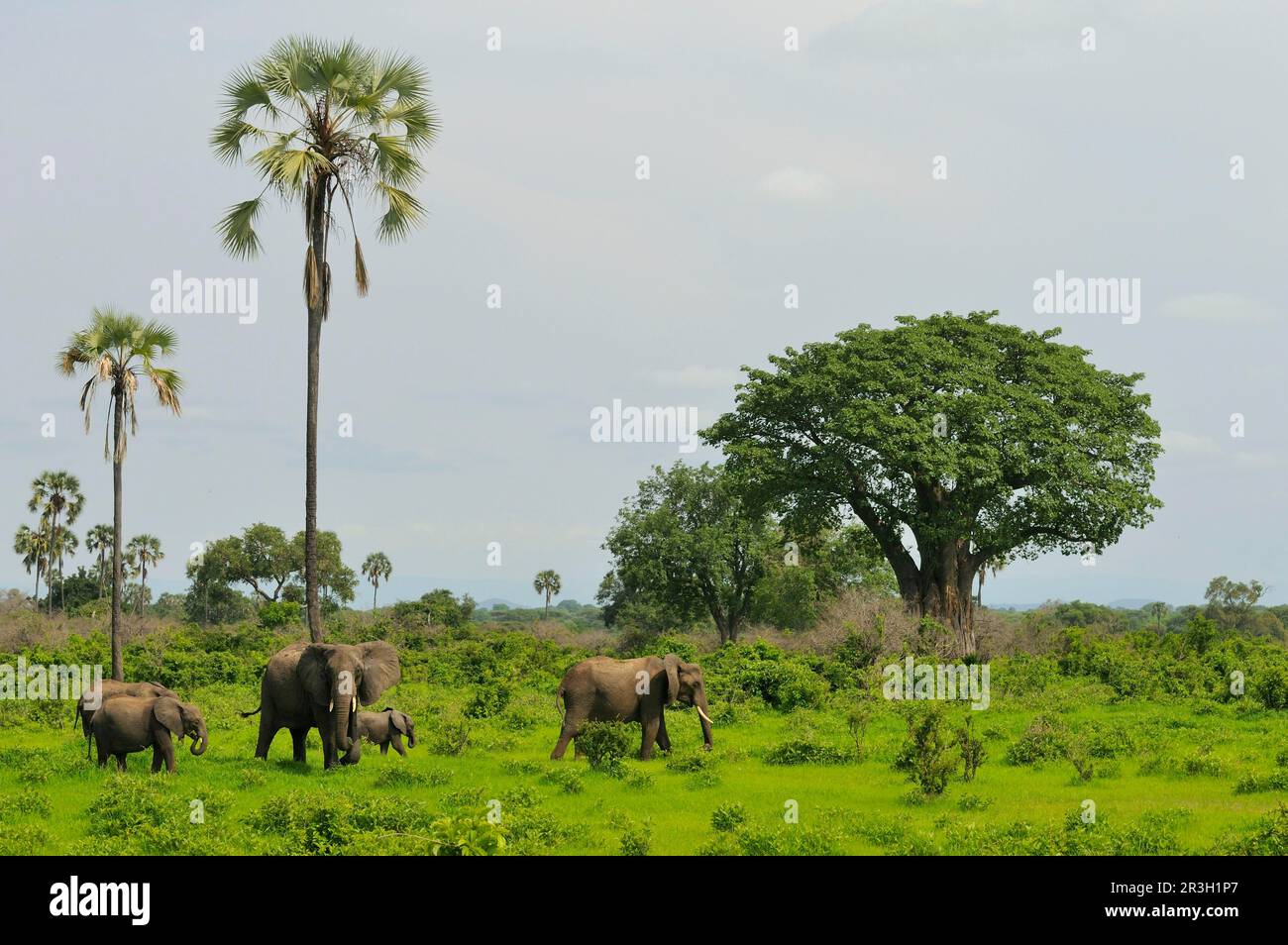 African elephant (Loxodonta africana) elephants, elephants, mammals