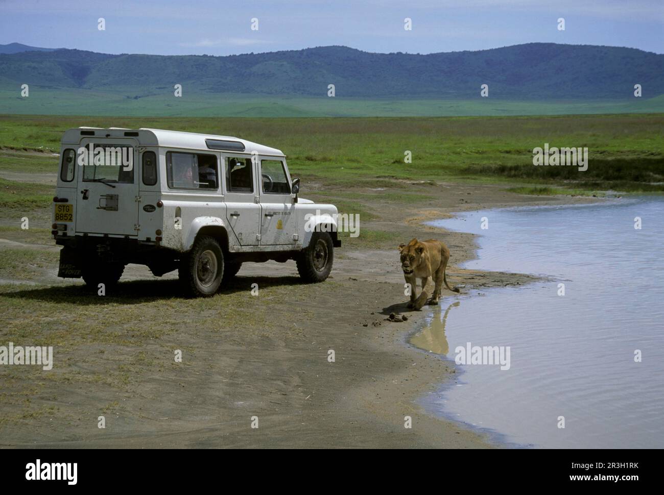 African Lion Fish Lioness Lion, Lions (Panthera leo), Predatory cats, Predators, Mammals, Animals, Lion With tourist vehicle in the Ngorongoro Stock Photo