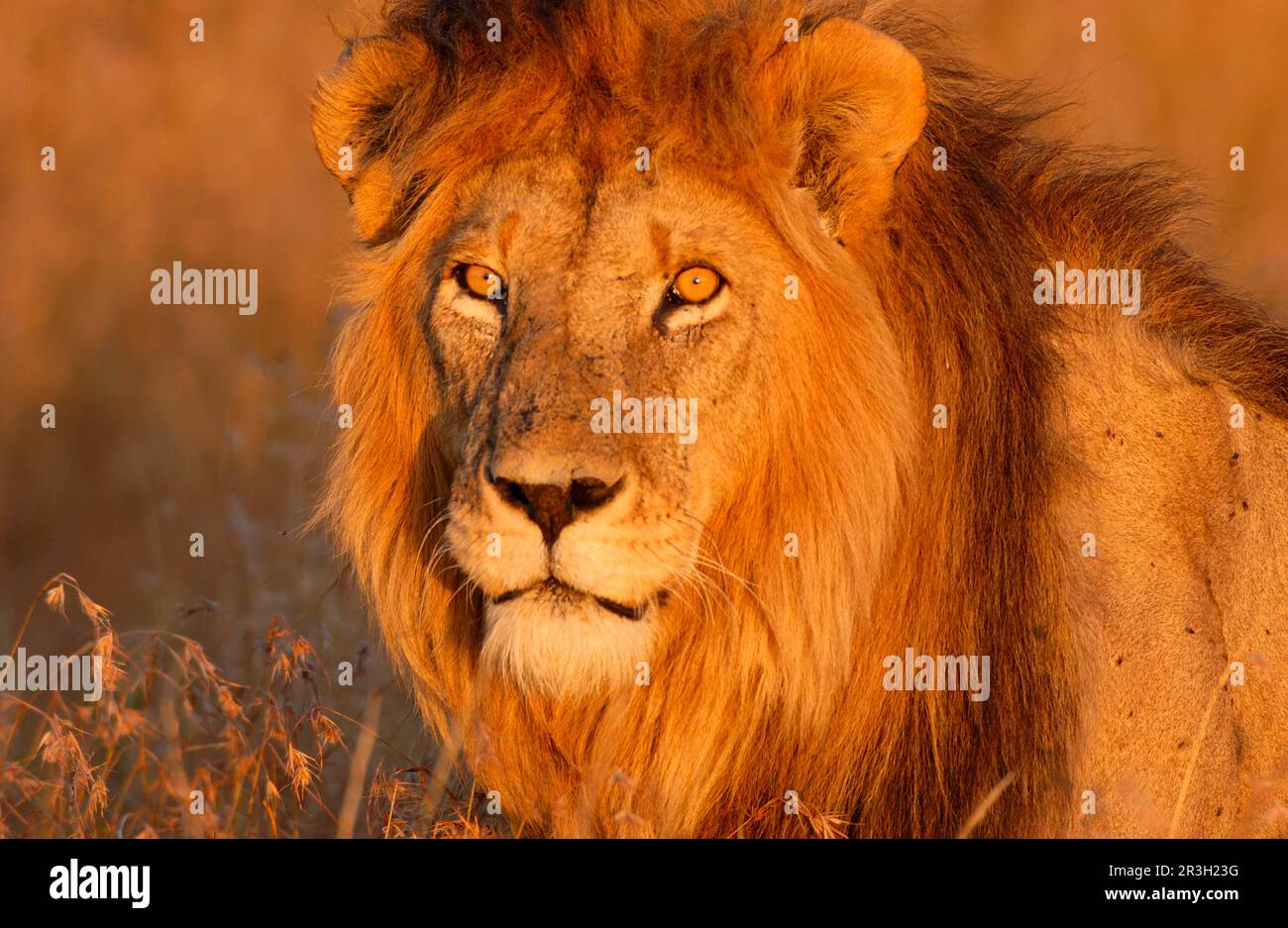 African Lion Male Lion Male in evening light, Masai Mara, Kenya, lions
