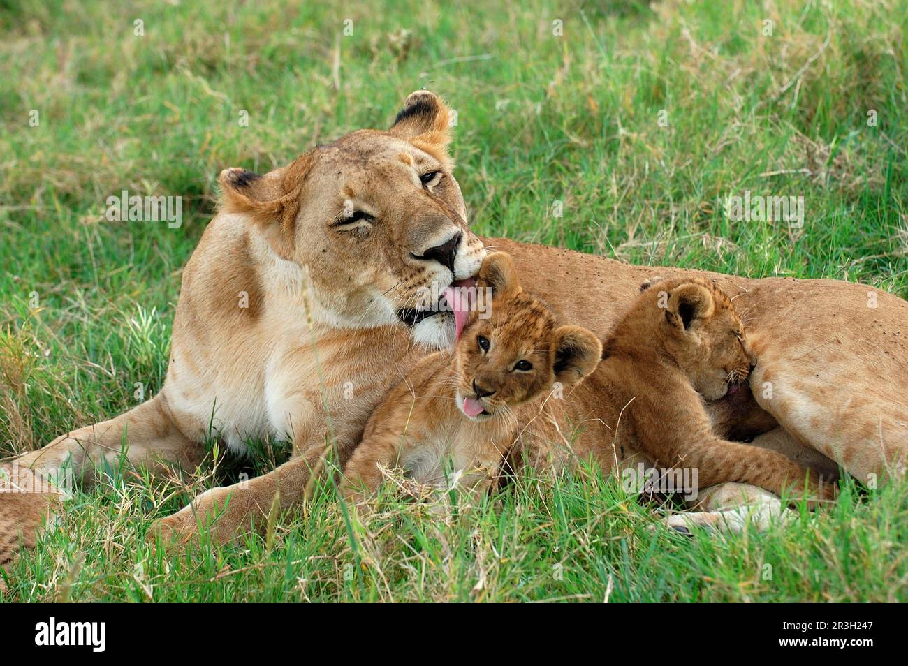 African lion cub Lion adult female licking cub, lions (Panthera leo