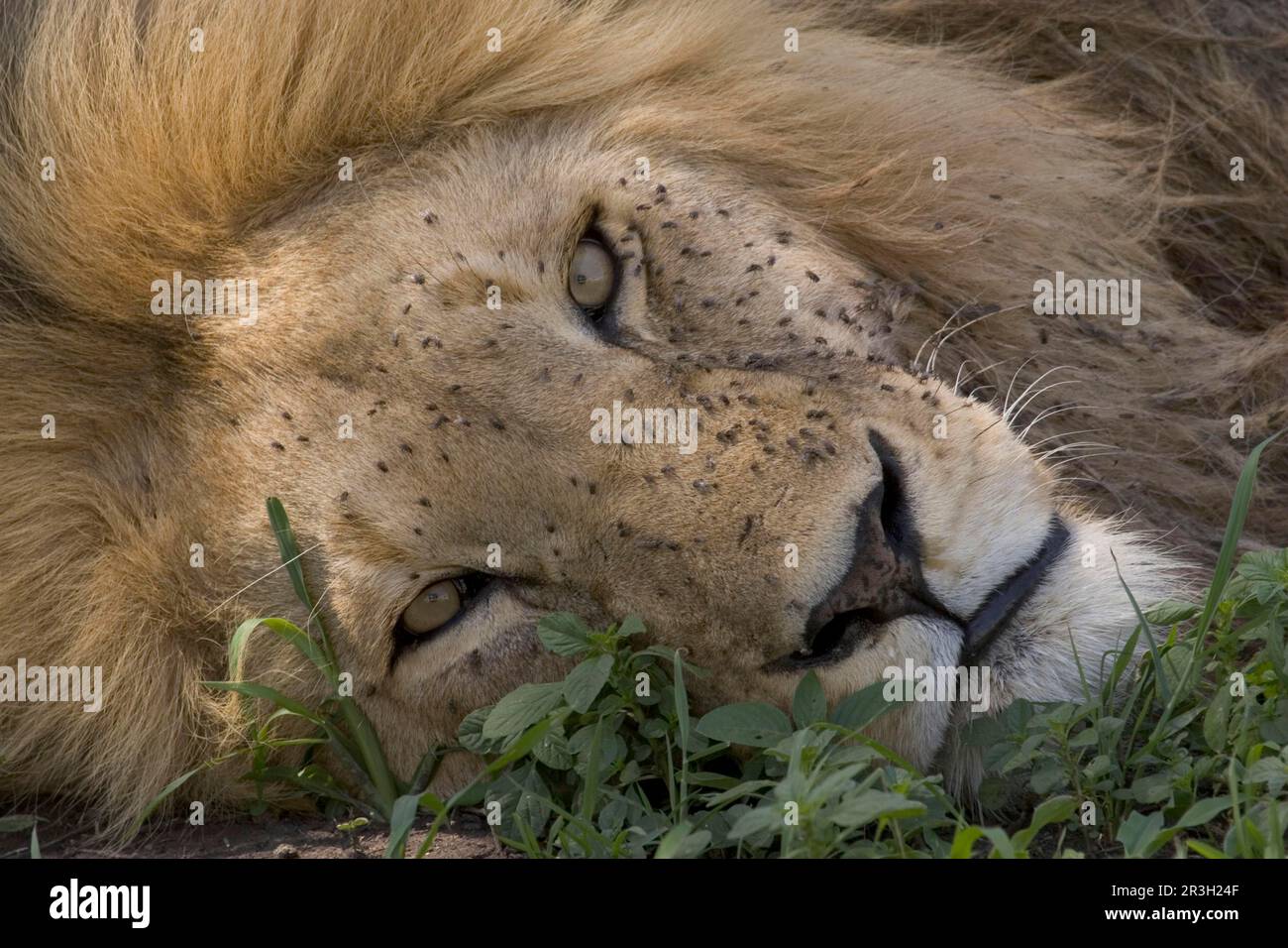 Lion (PANTHERA LEO) Male, King of the beasts Tanzania, Africa, Fliegenschwarm Stock Photo