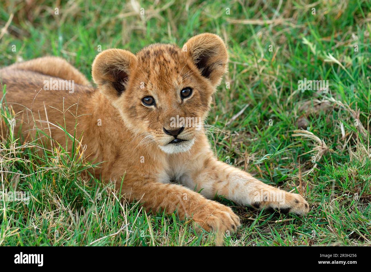 African lion cub Lion closeup of cub, lions (Panthera leo), big cats