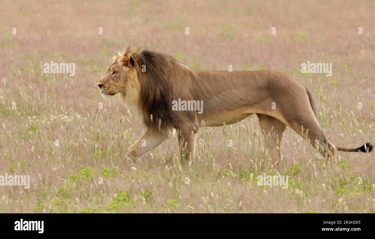 African Lion Niche Lion Niche lions (Panthera leo), lions, predatory cats, predators, mammals, animals, Lion adult male, walking in grassland Stock Photo
