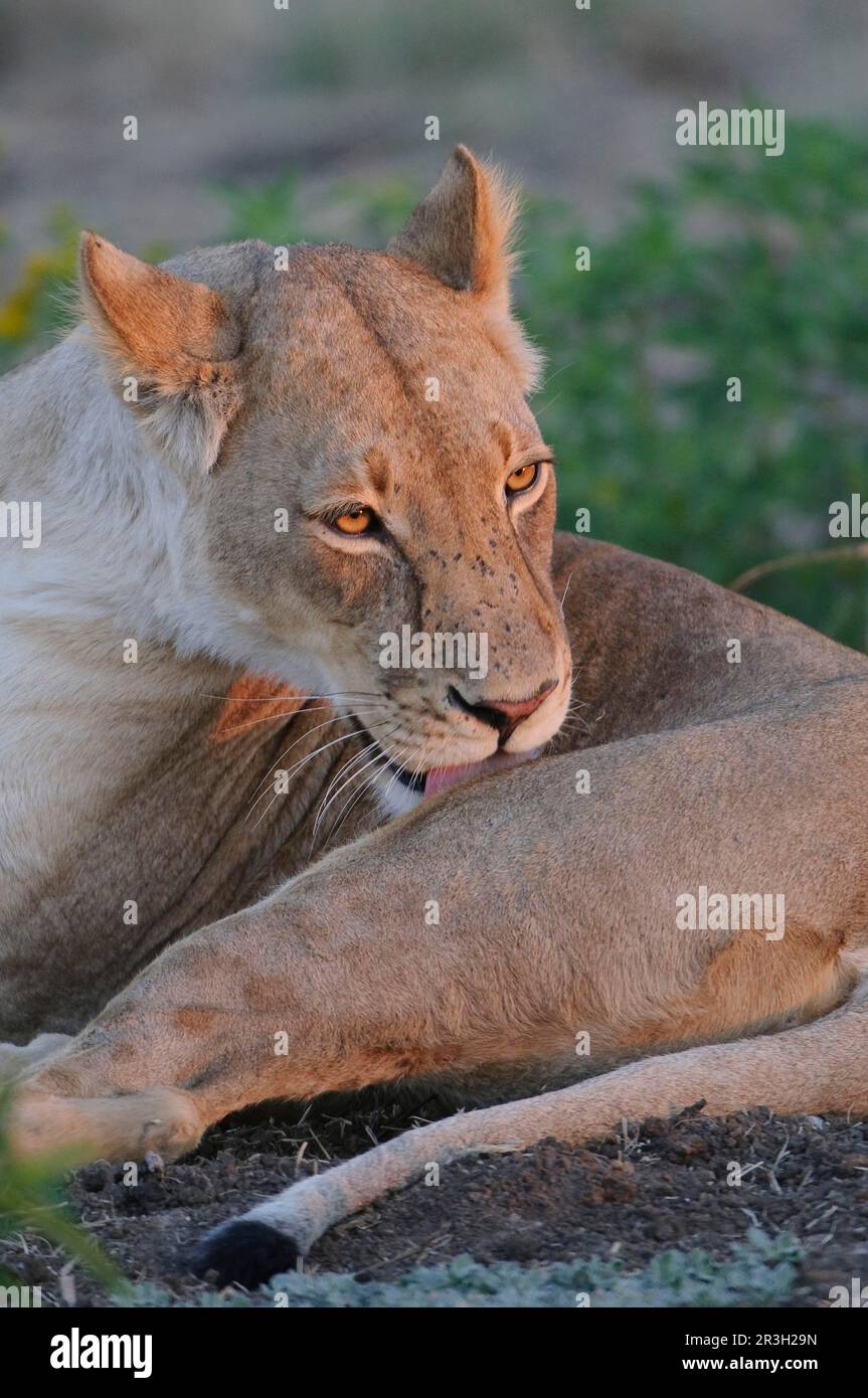 African Lion Niche Lion niche lion, wild lion, lions (Panthera leo