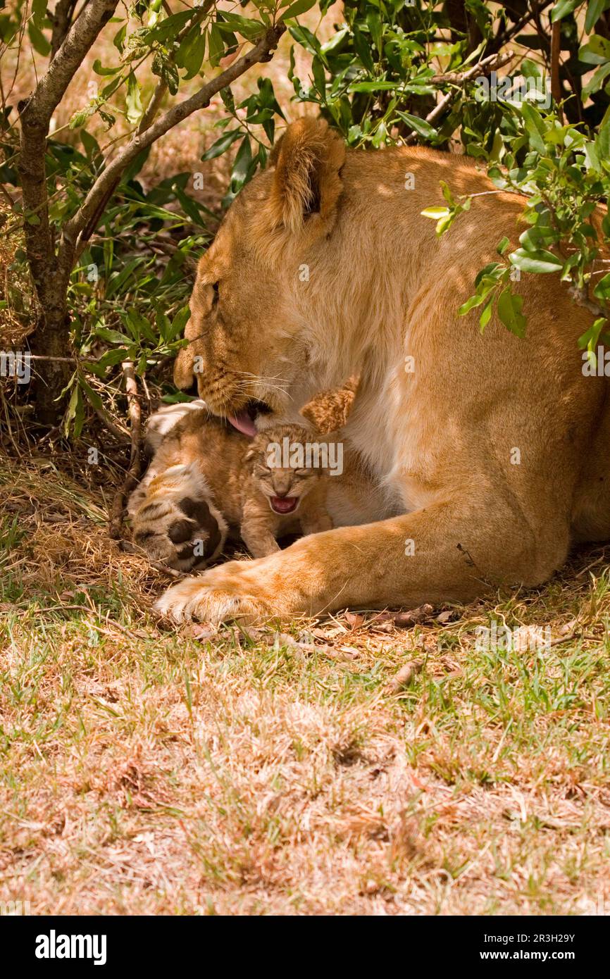 African lion cub Lion lion, lions (Panthera leo), big cats, predators, mammals, animals, Lion one-day old cub, being licked by mother, Masai Mara Stock Photo