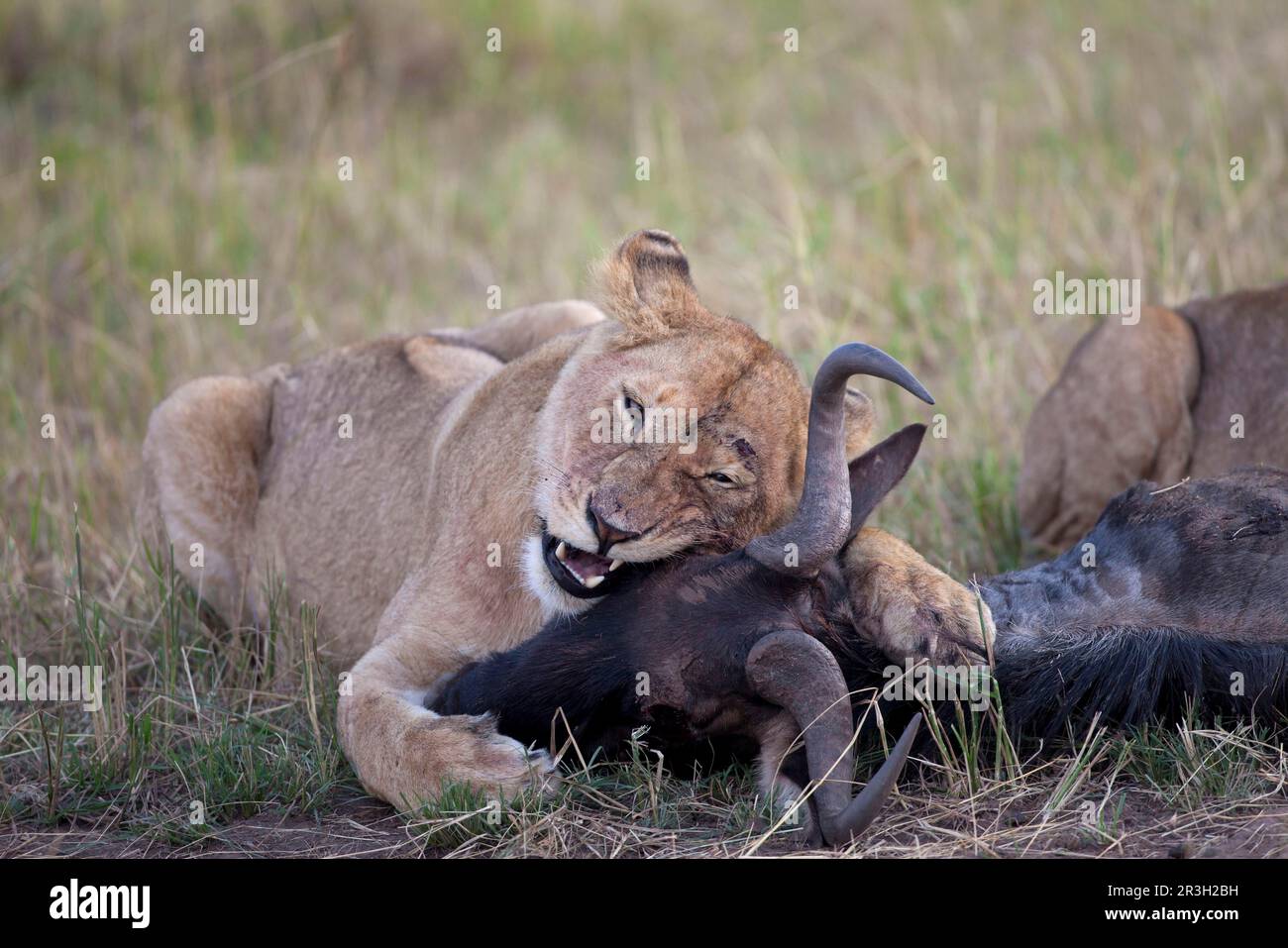 African Lion Lion, lions, predators, mammals, animals, Masai massai