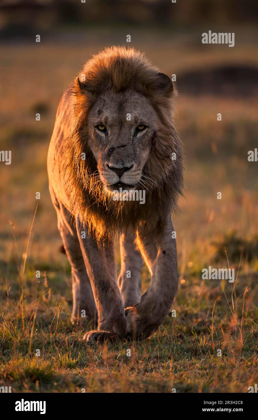 Male lion on plains of masai mara hi-res stock photography and images ...