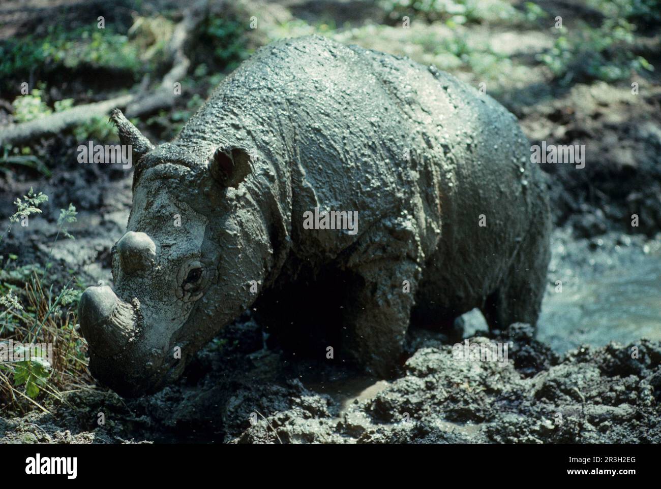 Sumatran Rhinoceros (Dicerorhinus sumatrensis), sumatran rhinoceros, Ungulates, Rhinoceroses, Rhino, Mammals, Animals, Odd-toed ungulates, Sumatran Stock Photo