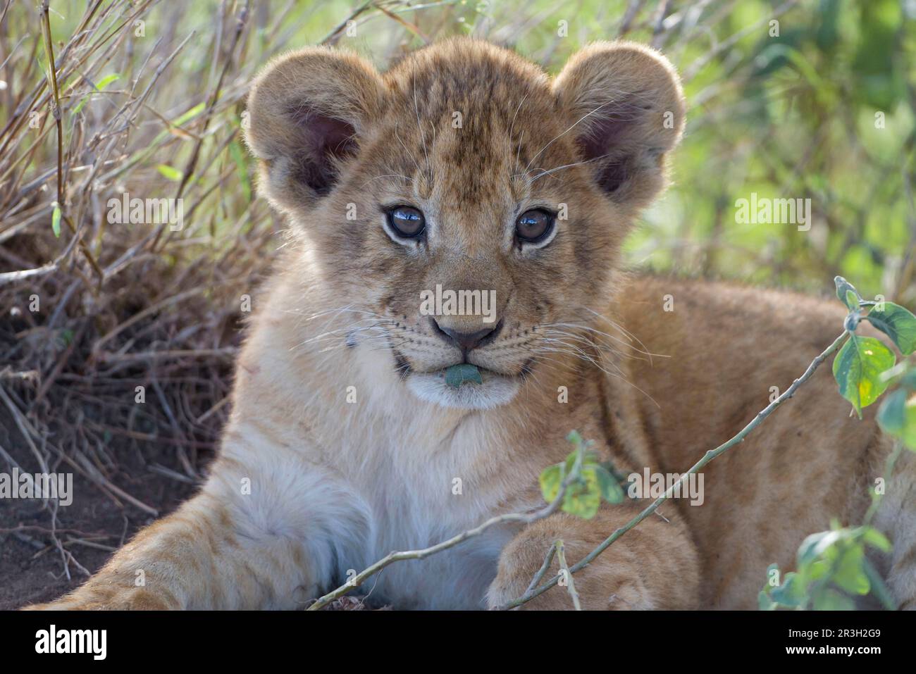 African Lion Lion, lions, predators, mammals, animals, Masai massai