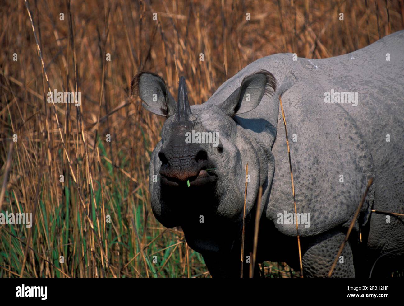 Armoured rhinoceros, ungulates, rhinoceroses, rhinoceros, mammals, animals, odd-toed ungulates, One-horned Indian Rhinoceros (Rhinoceros unicornis) Stock Photo