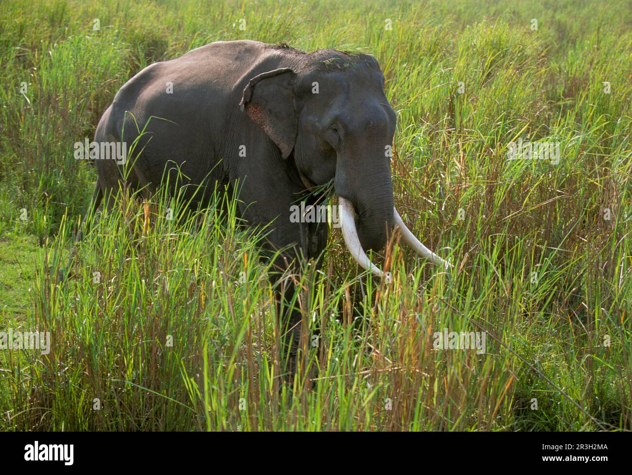 Asian elephant, Indian elephant, asian elephants (Elephas maximus ...