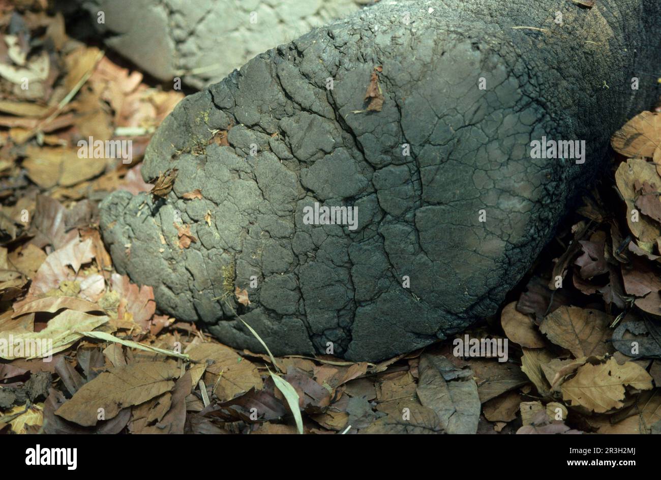 Asian elephant, Indian elephant, asian elephants (Elephas maximus