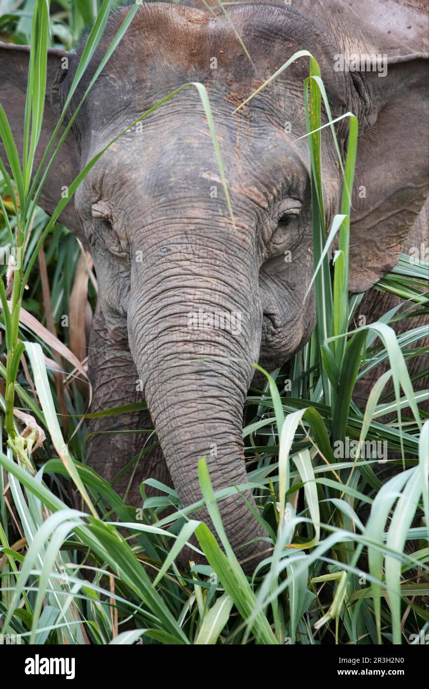 Bornean dwarf elephant, Bornean elephant, Bornean dwarf elephants, borneo pygmy elephants