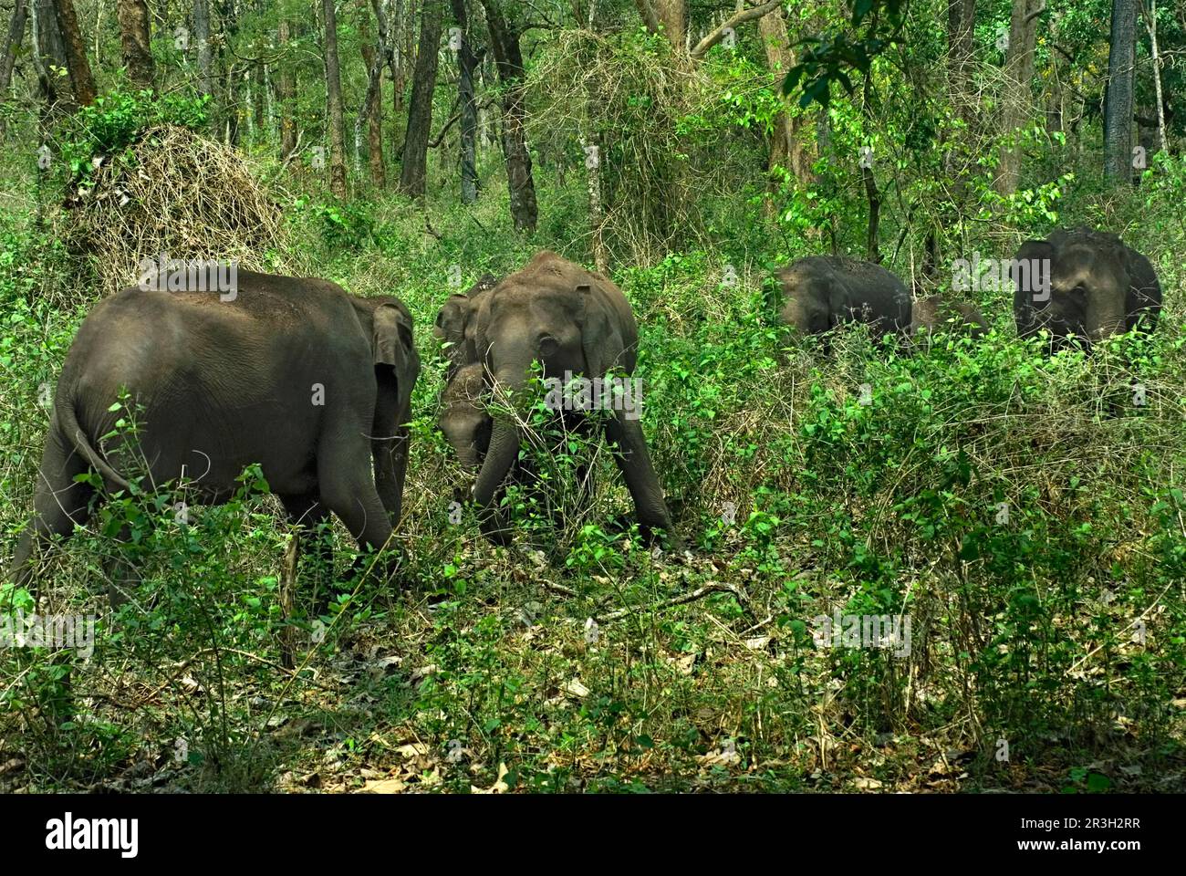 Asian elephant, Indian elephant, asian elephants (Elephas maximus), Indian elephants, elephants, mammals, animals, Asian elephant herd, feeding in Stock Photo