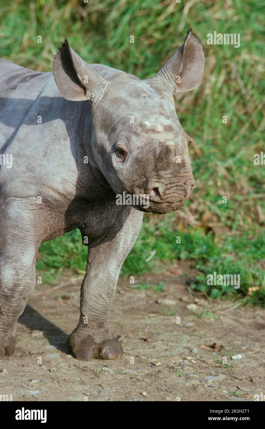 Black rhinoceros, black rhinoceros, black rhinoceroses (Diceros bicornis), ungulates, rhinoceroses, rhinoceros, mammals, animals, odd-toed ungulates Stock Photo