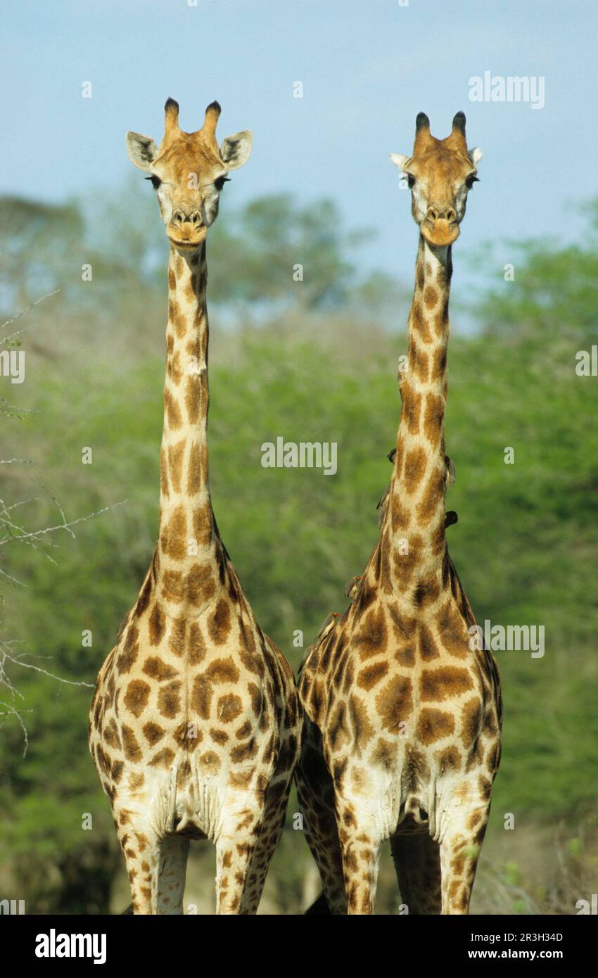 Two giraffe together hi-res stock photography and images - Alamy