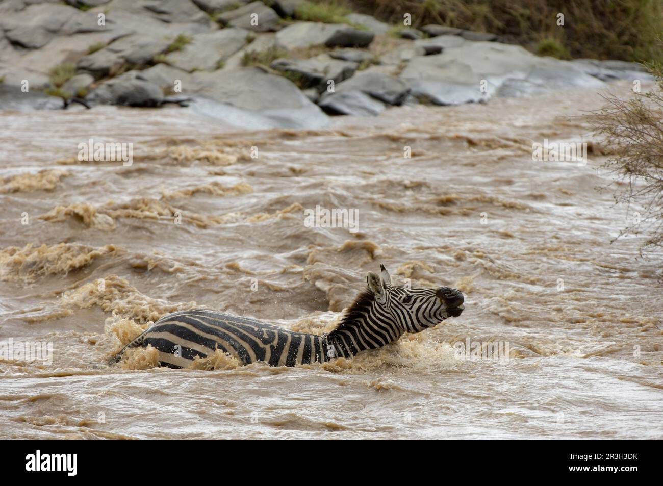 Common plains zebra (Equus quagga) adult, river crossing on migration