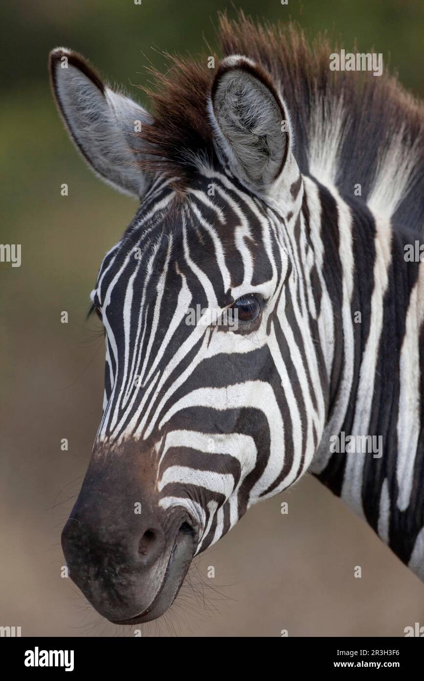Common plains zebra (Equus quagga) adult, close-up of head, Ngorongoro ...