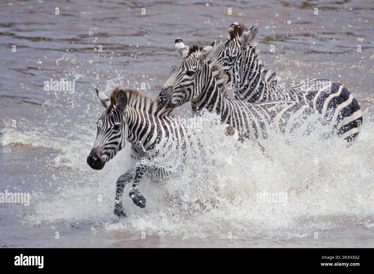 Common plains zebra (Equus quagga) two adults and young, migrating through the river, Mara River, Masai Mara, Kenya Stock Photo